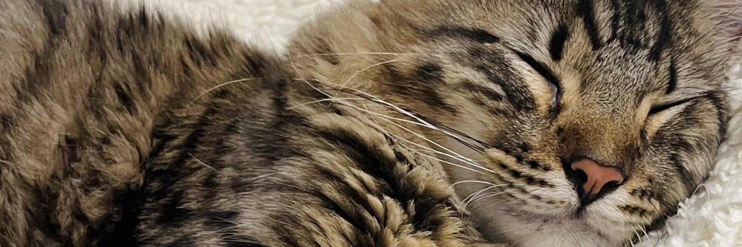 katiasalgado4's profile banner image