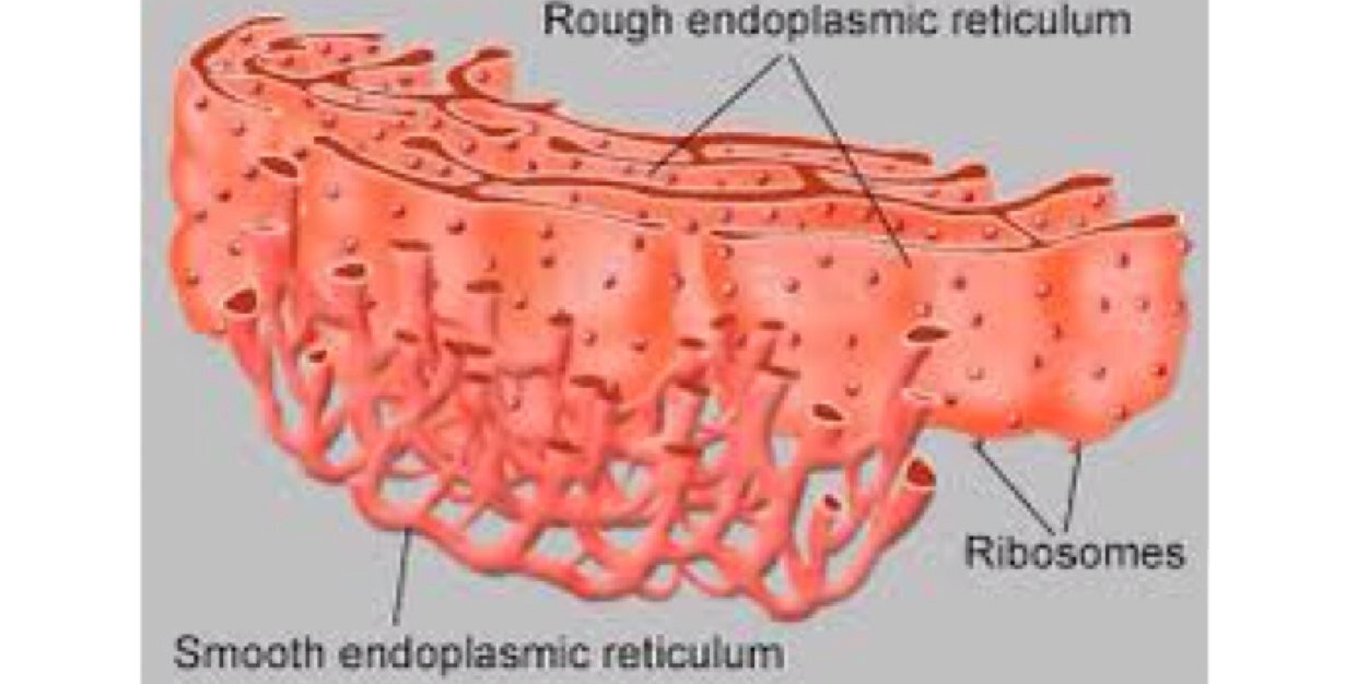 EndoplasmicReticulum banner
