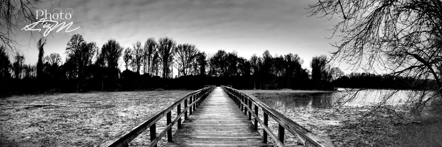 PhotoLizM's profile banner image