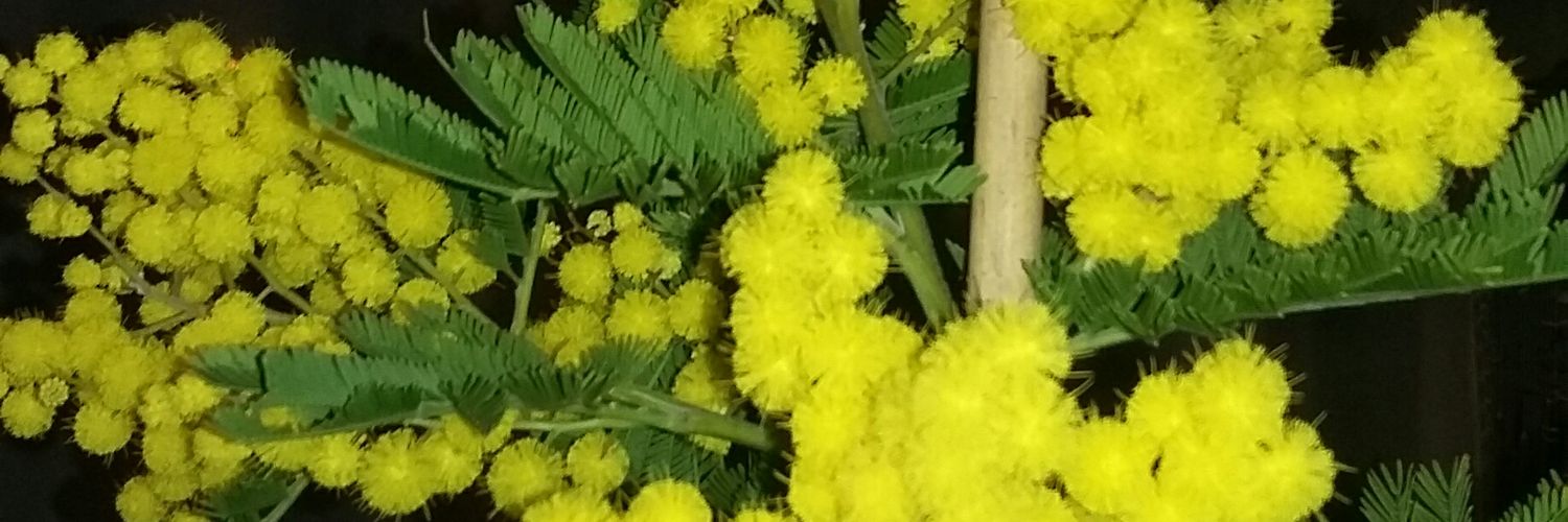 _liliby's profile banner image