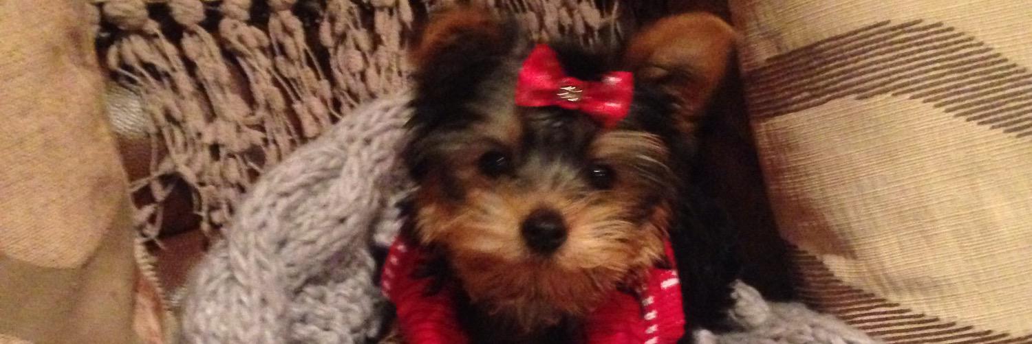 niamhchambers93's profile banner image