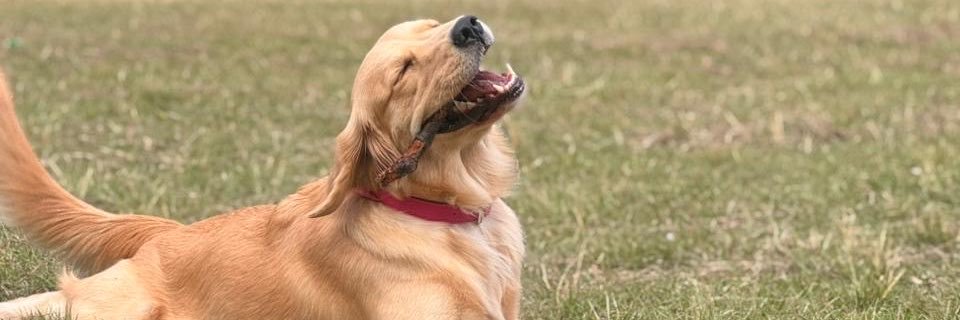 Sabrirodriguez1's profile banner image