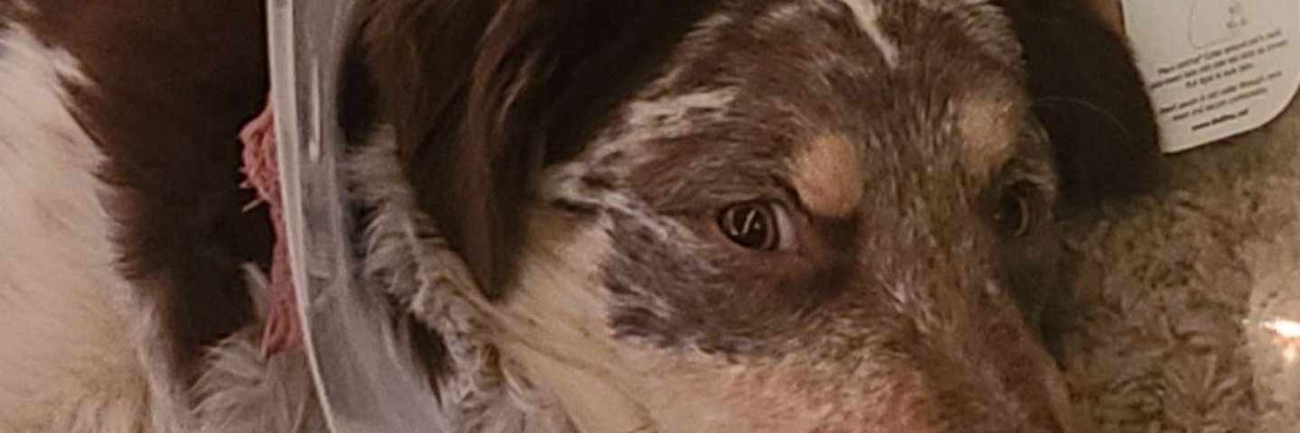 Collier284J's profile banner image