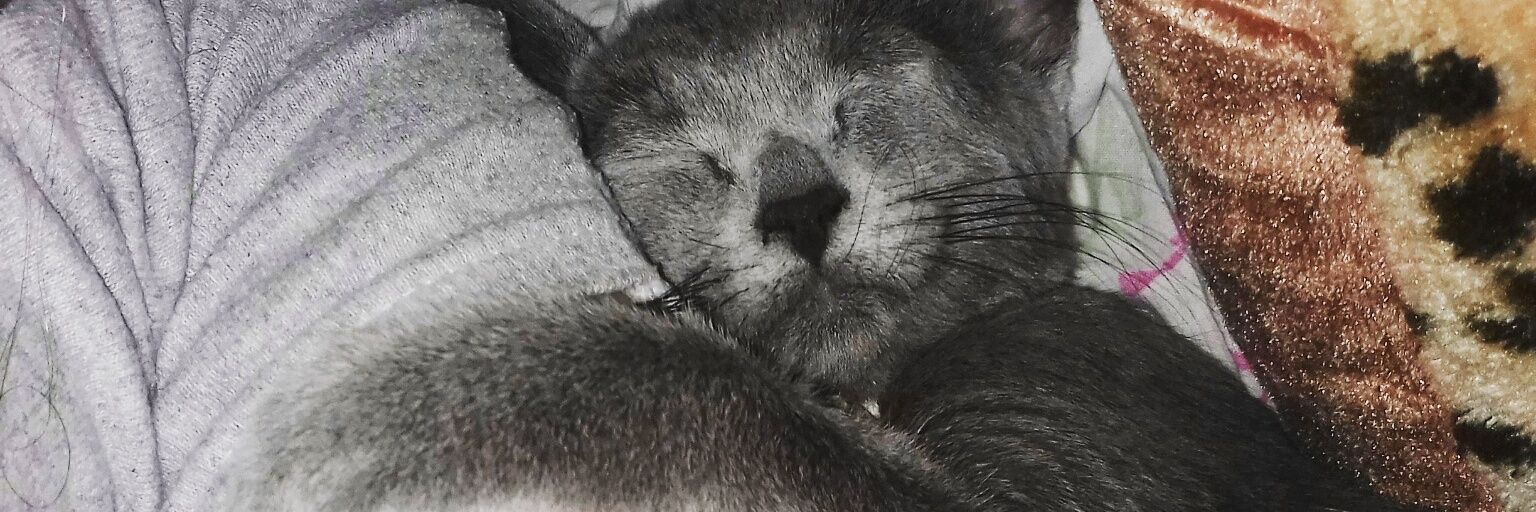 Orne30's profile banner image