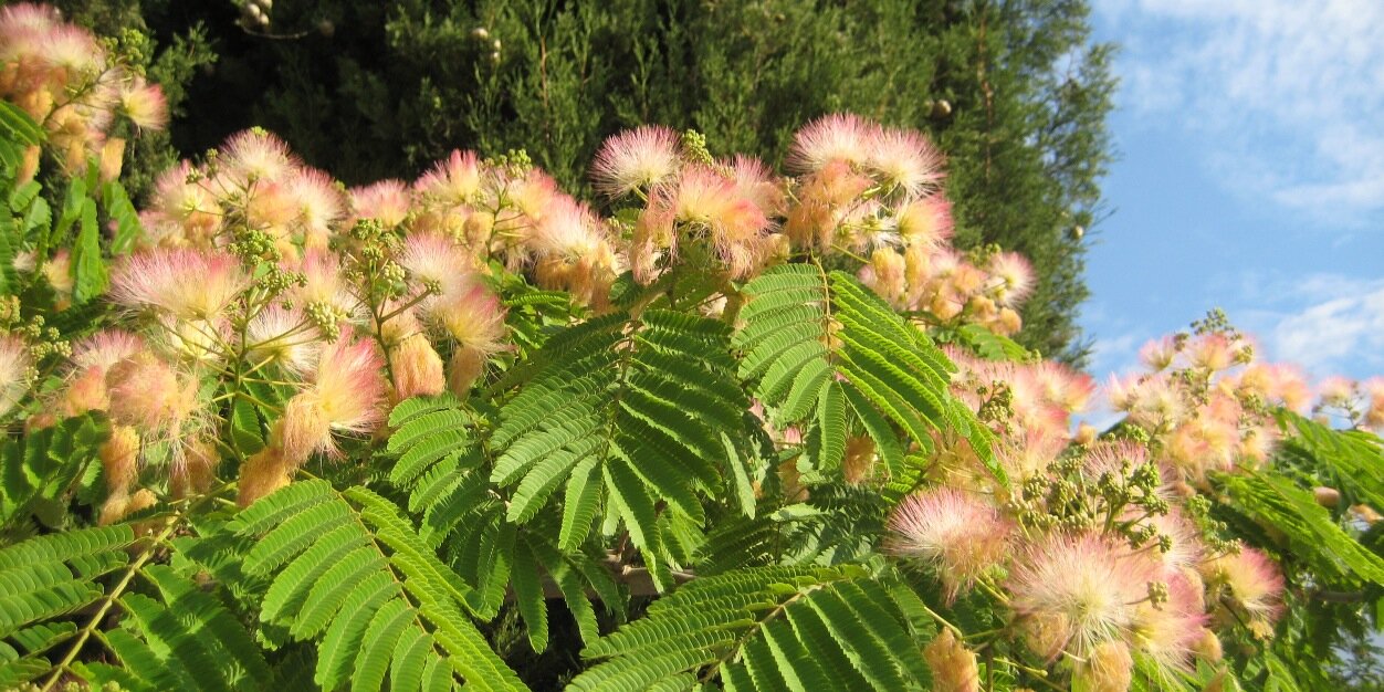Rosamund Pearce banner