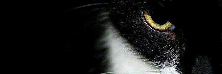Andrea.! banner