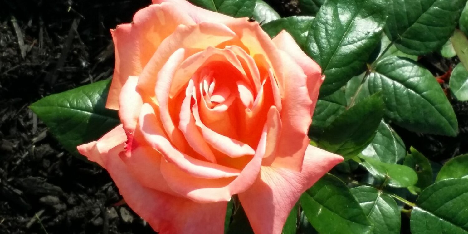 Allen Garry Bunyan👽 banner