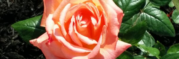 AlienAlien117 Profile Banner