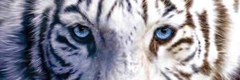 Sandy_bjj's profile banner image