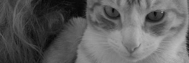 TweetingEstelle's profile banner image