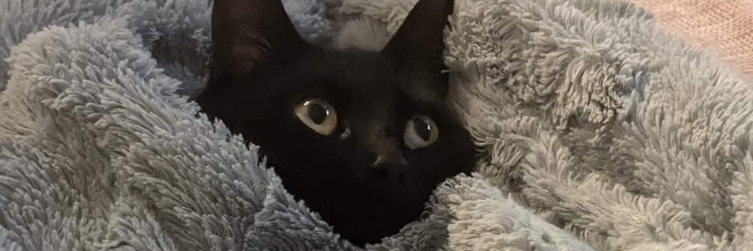 UniPug97's profile banner image