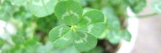 Clover345Clover's profile banner image