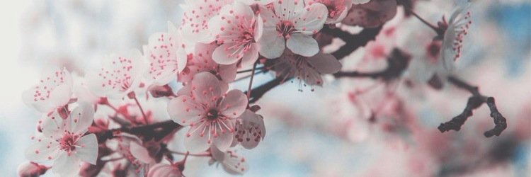 Sakura_RP's profile banner image