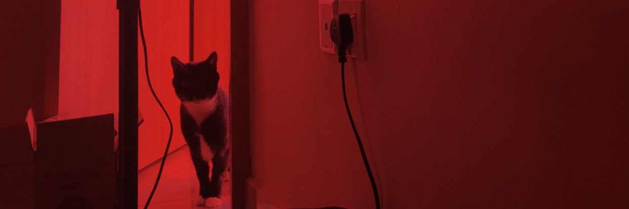 ✨sucre extra purr✨ banner