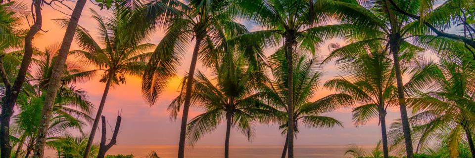 Trinkettes's profile banner image