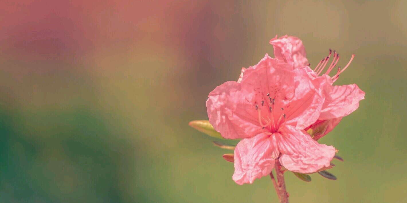 BrendaNewsom's profile banner image