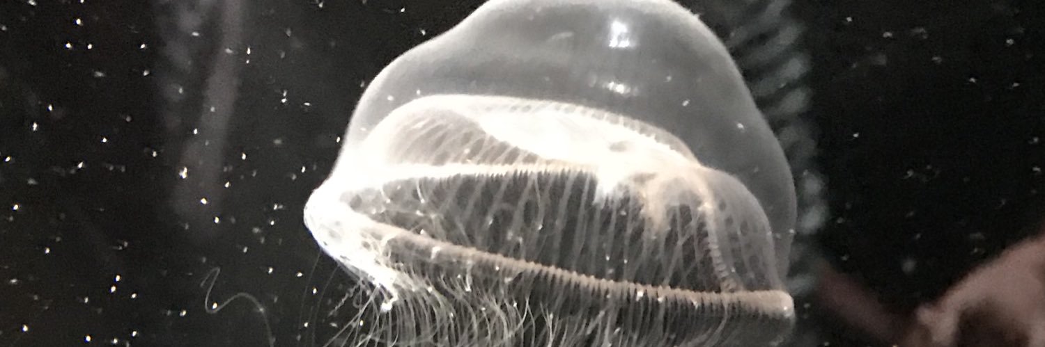 519Kinoco's profile banner image