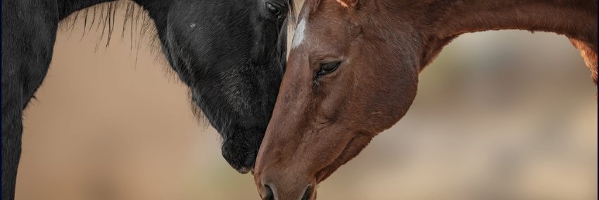 Thoroughbred Aftercare Alliance banner
