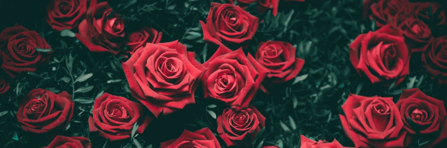 Ann Charlotte banner