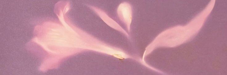liz banner