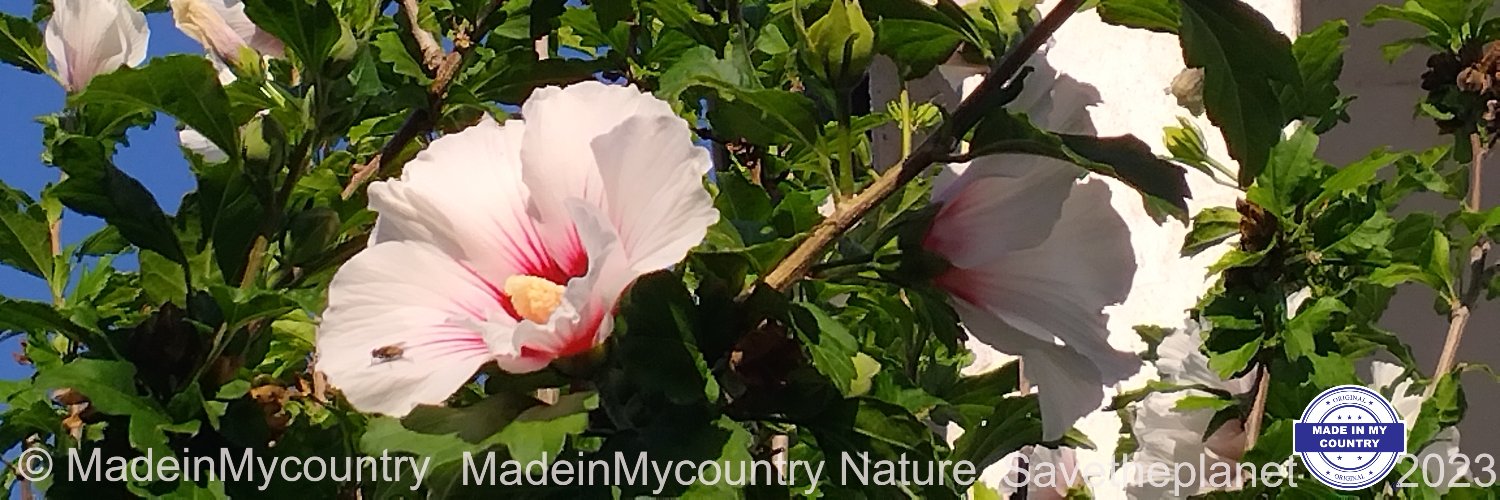 MadeInMyCountry's profile banner image