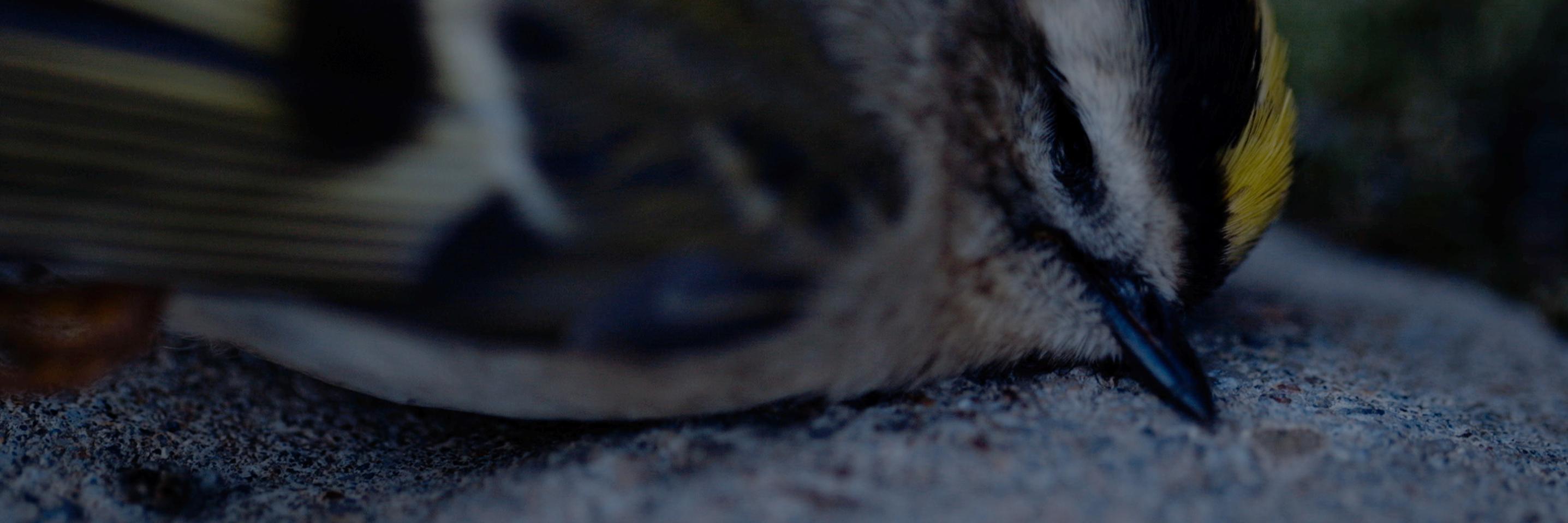 FILMSACINQ's profile banner image