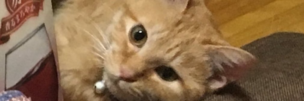 pikojin's profile banner image