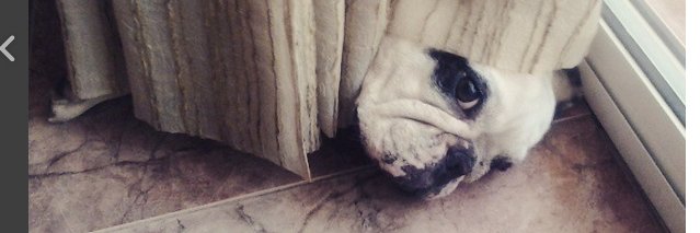 Pimp Flaca La Perra banner