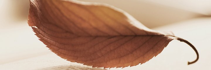 FolushoLambo1's profile banner image