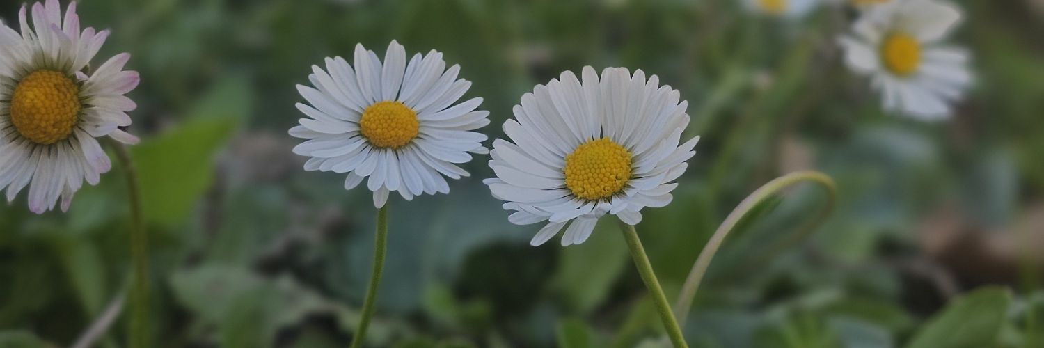 imrantosun3's profile banner image