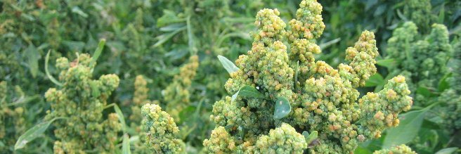 QuintaQuinoa's profile banner image