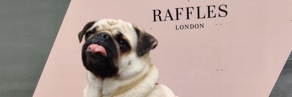 Emma_Campaigner Profile Banner