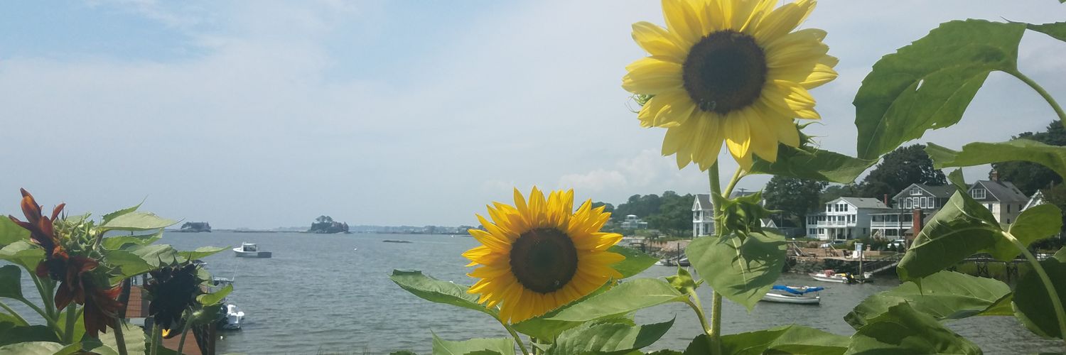 VioletFeline's profile banner image
