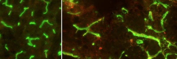 struglin_scigal Profile Banner