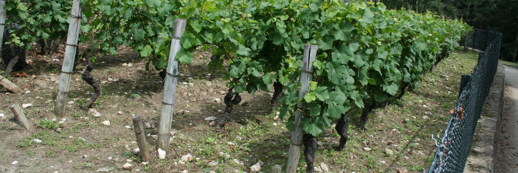 Louis Lheureux banner