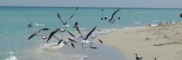 maricafa Profile Banner