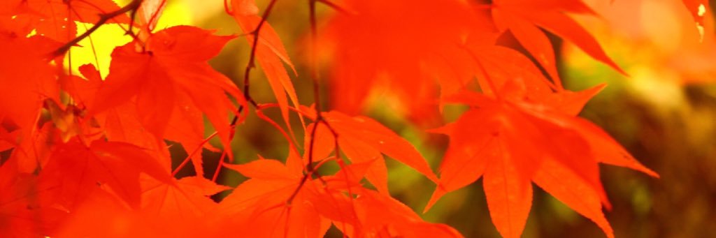 tatsuya2986's profile banner image