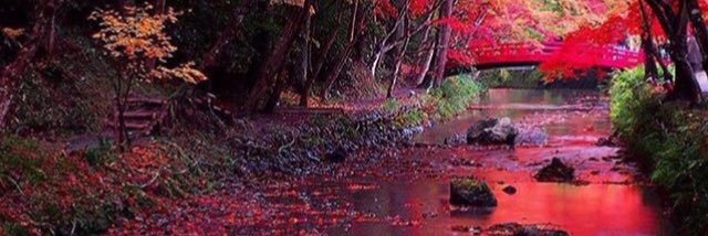 Pinkfishies's profile banner image