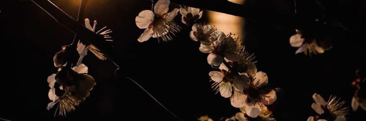 LEXIE banner