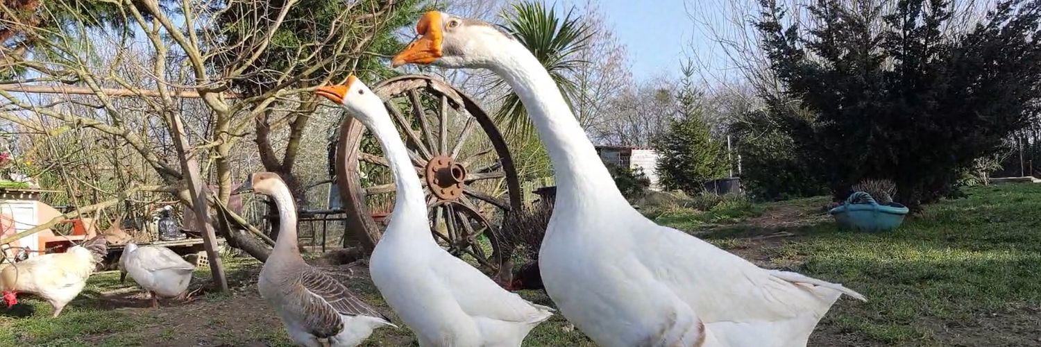 Cedricdcv's profile banner image