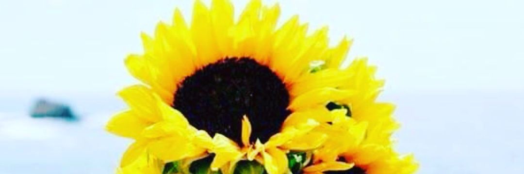 Reginadecssia's profile banner image