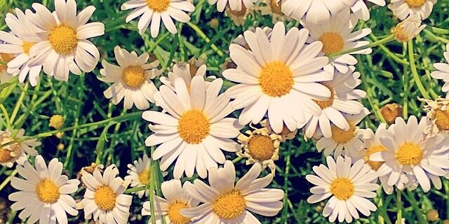 👑BigbootySam banner