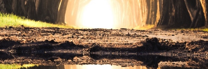OperaInSitu's profile banner image