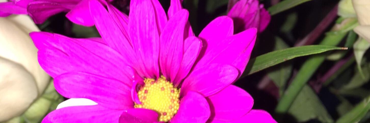 CladyKinss's profile banner image