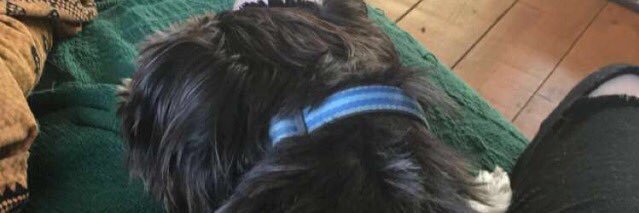 charlotte 🧚🏼‍♀️ banner