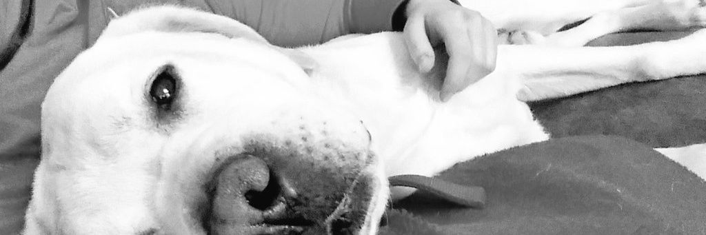 lilmacmay1's profile banner image