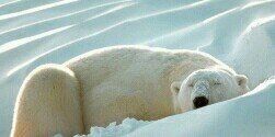Pseudonacho's profile banner image