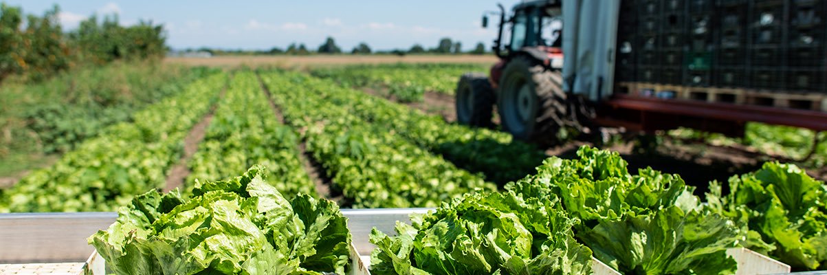 MSU Online Food Safety banner