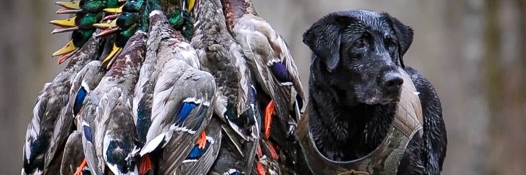 KeithBAllison's profile banner image