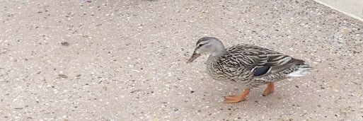 dani ☼ ☼ ☼ banner